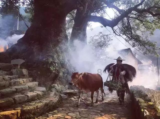 解救可爱的鸭子